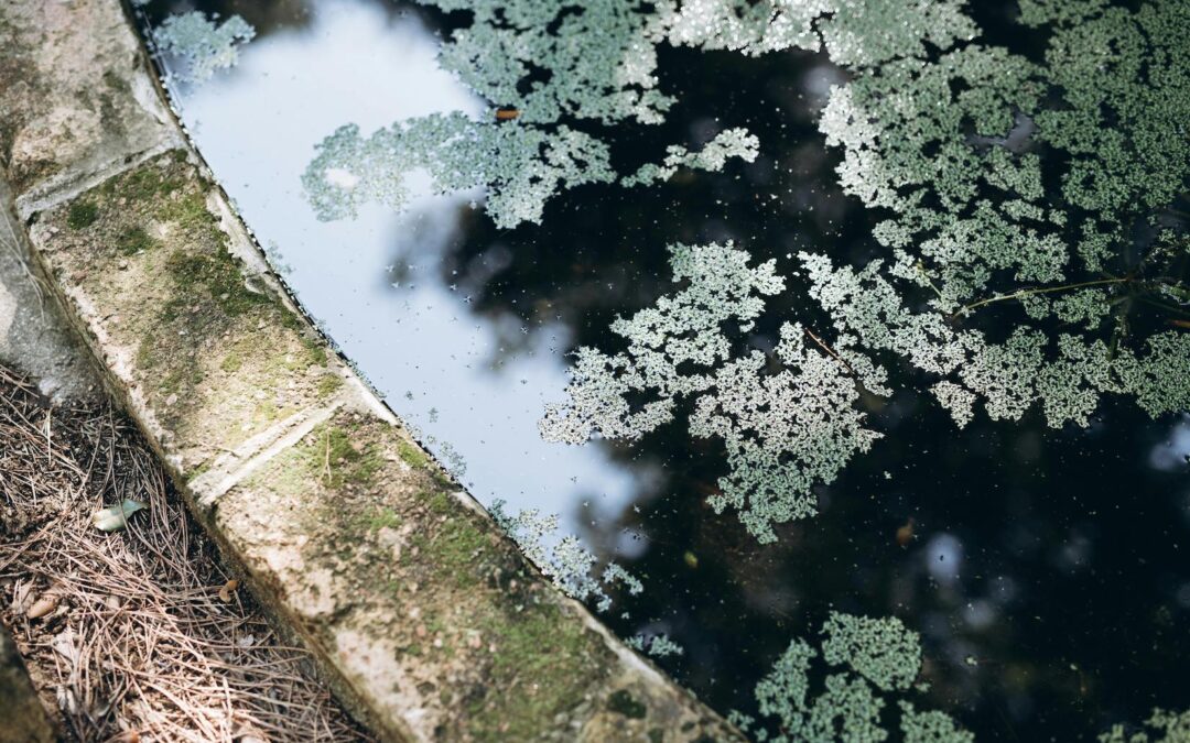 Pond Algae, Murky Water, and Smell: What Properties Should Know