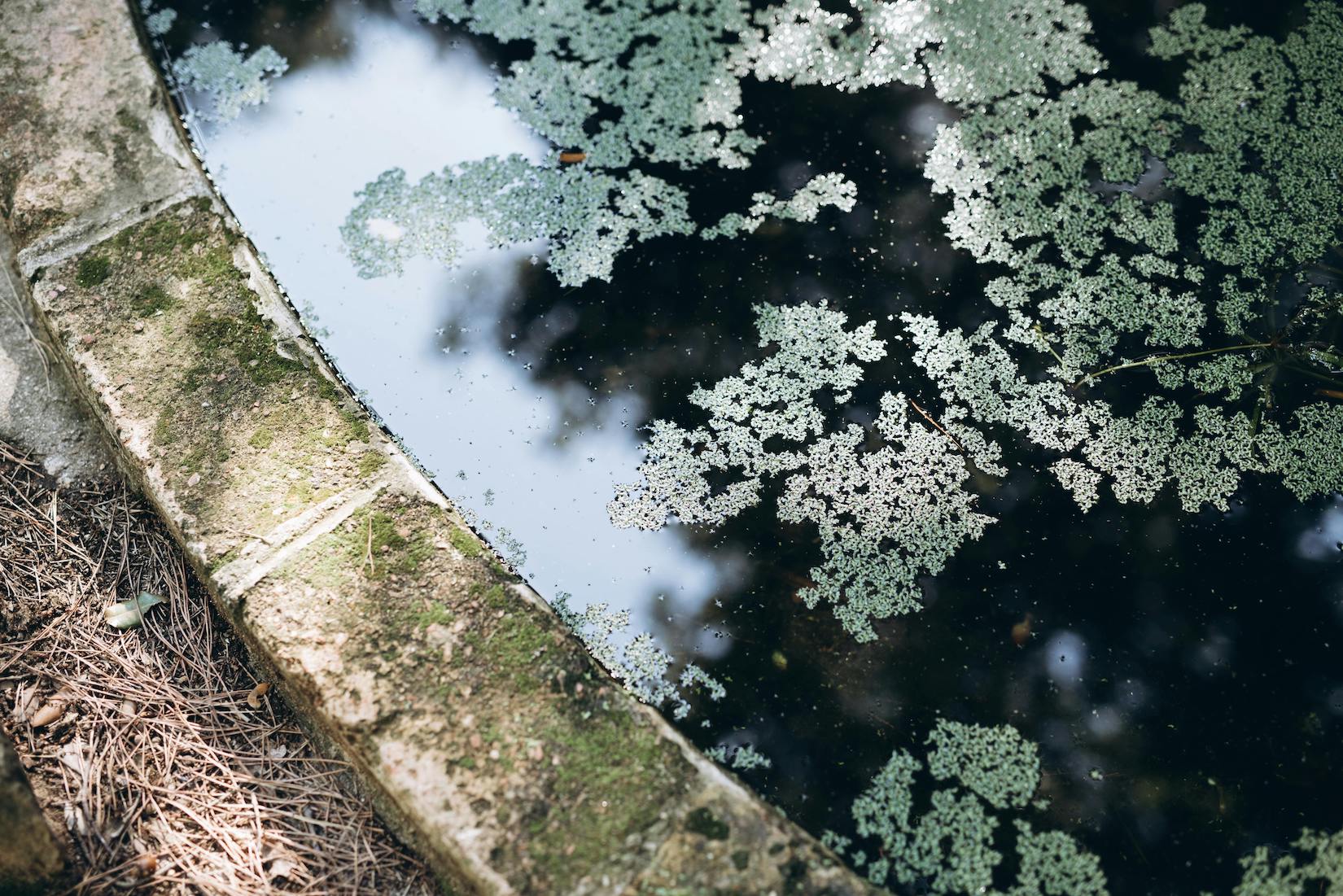 pond cleaning properties