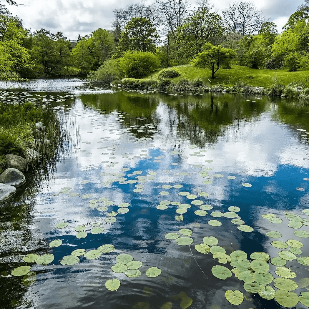 pond water feature cleaning