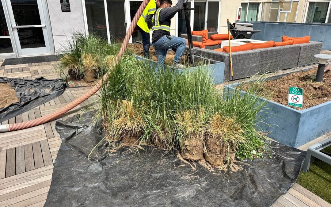 From Rooftop to Garden: How Biolein Turned Urban Soil into a Community Resource