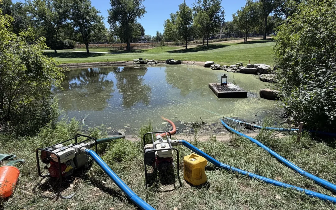 Feeding Gardens, Lawns, and Livestock From Your Pond: Why Water Quality and Maintenance Matter