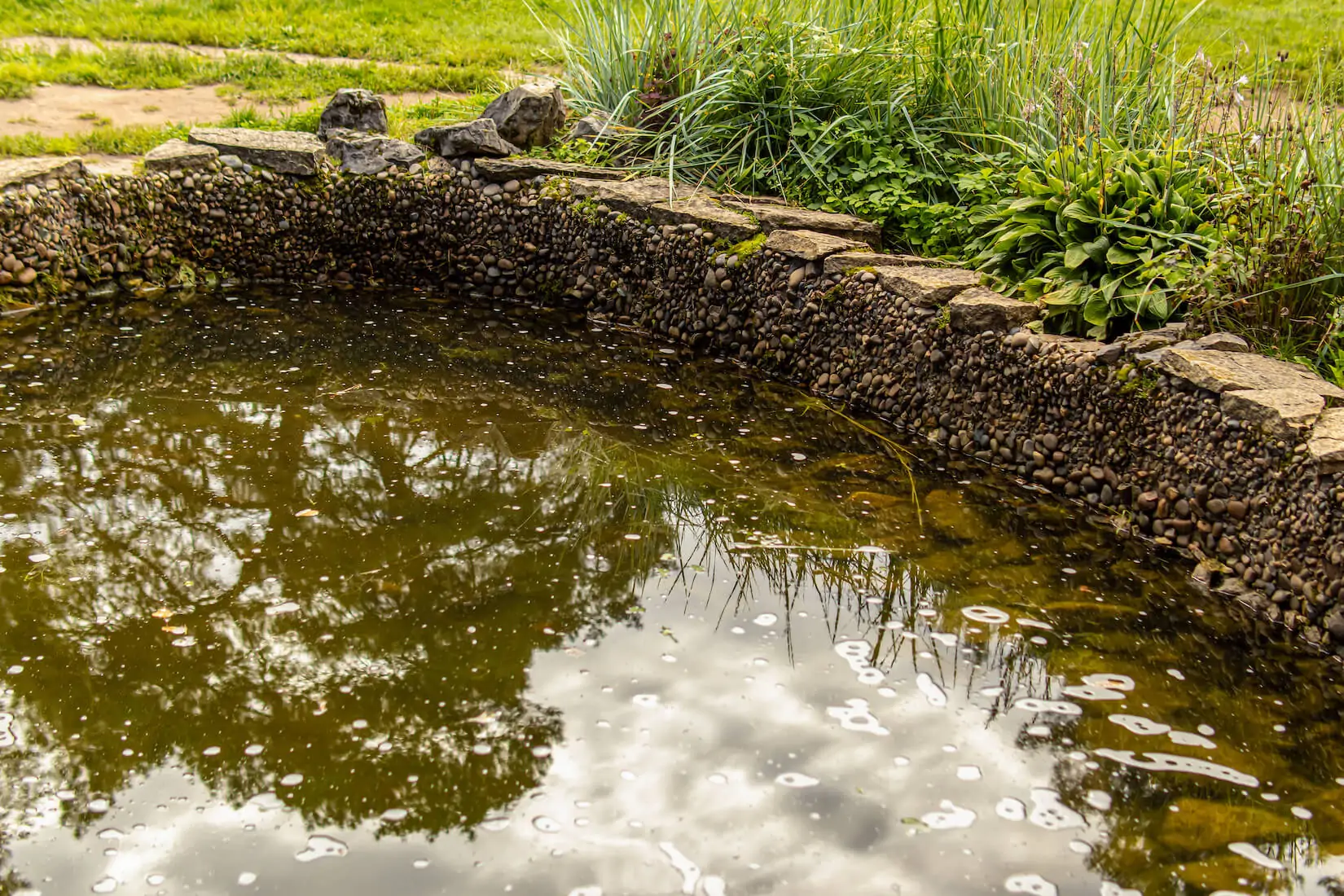 Murky, muck-laden pond with dark water and unhealthy algae growth